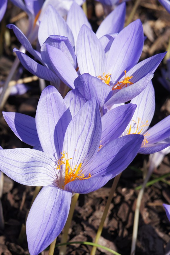 Crocus pulchellus - Autumn Flowering