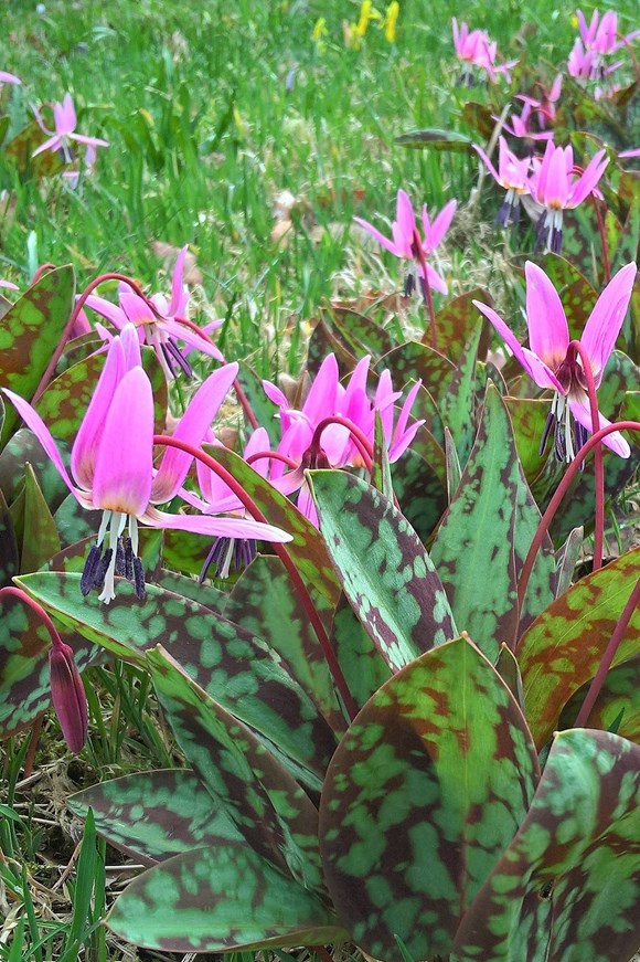 Erythronium Purple King