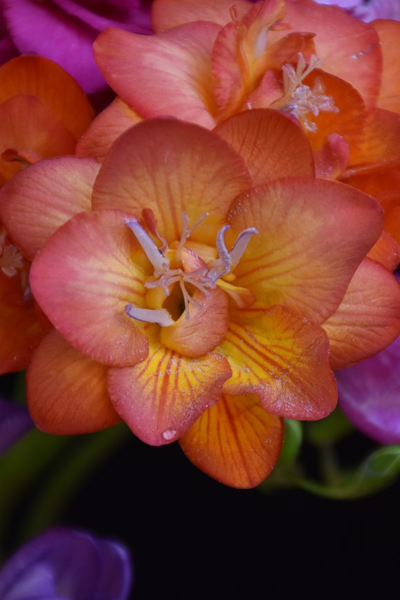 Freesia Double Orange