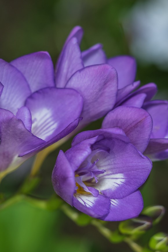 Freesia Double Blue
