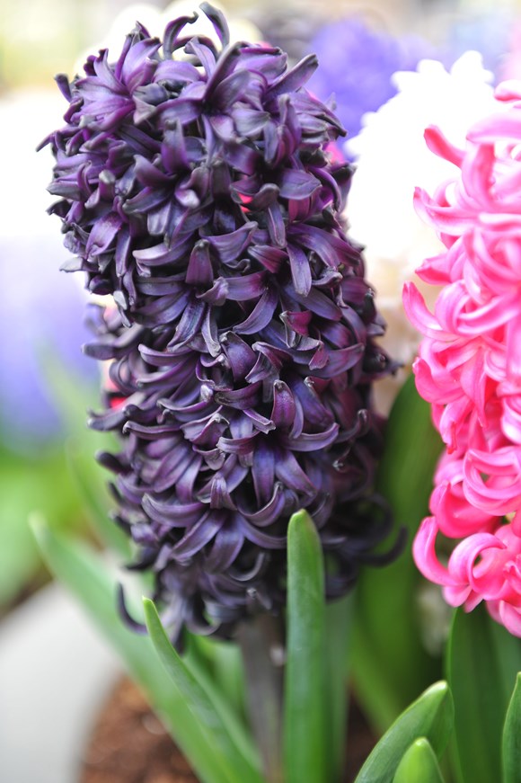 Hyacinthus Dark Dimension