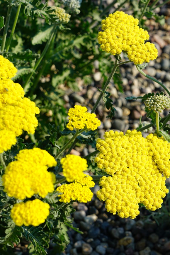 Achillea Moonshine 2ltr