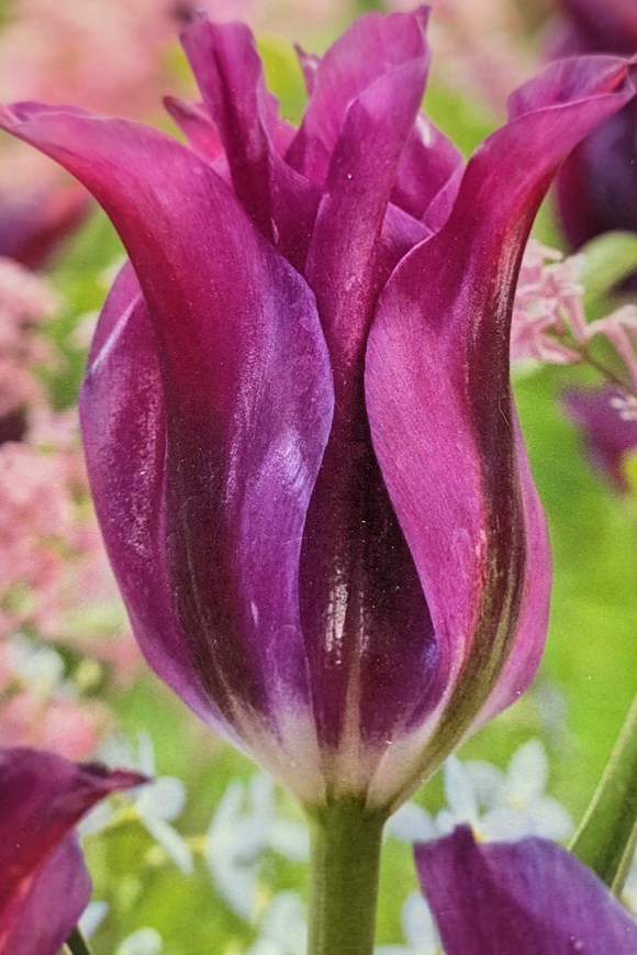 Tulipa Purple Doll