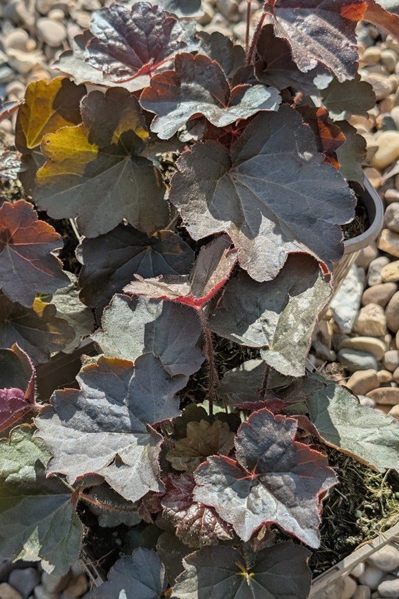 Heuchera Palace Purple 2ltr